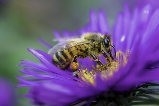 Paint By Numbers | Bee - Honeybee Perched On Purple Flower In Close Up Photography During Daytime - Custom Paint By Numbers