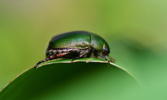 Paint By Numbers | Beetle - Close Photo Of Green Beetle - Custom Paint By Numbers