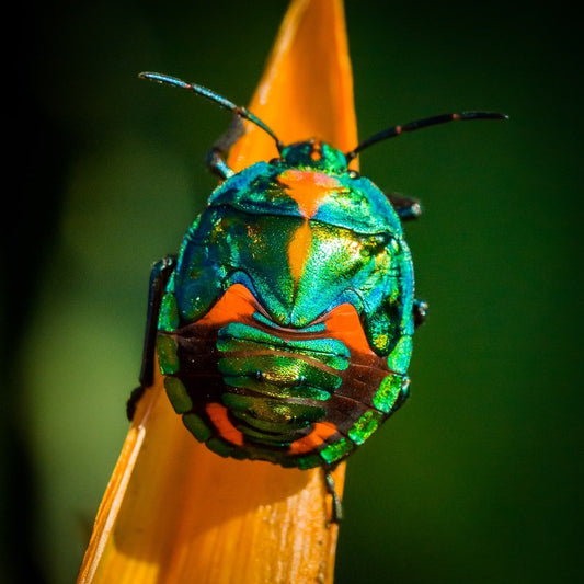 Paint By Numbers | Beetle - Green And Orange Bug - Custom Paint By Numbers