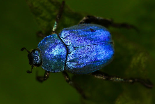 Paint By Numbers | Beetle - Macro Shot Of Blue Beetle - Custom Paint By Numbers