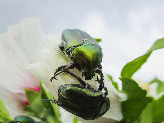 Paint By Numbers | Beetle - Two Green Beetle On White Flower - Custom Paint By Numbers