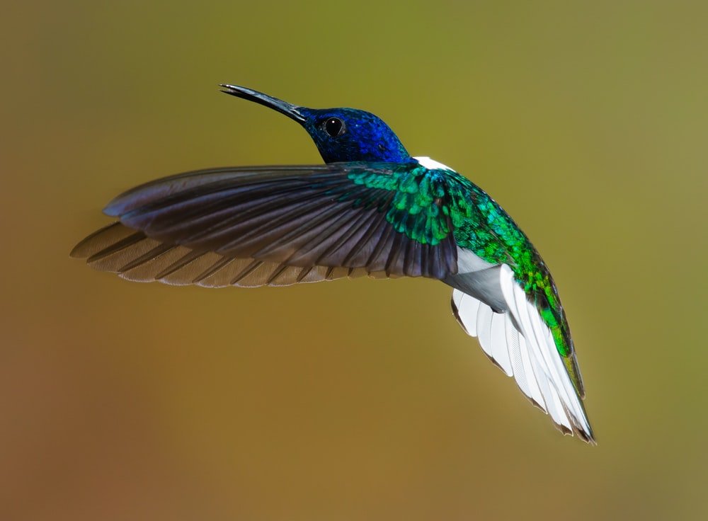 Paint By Numbers | Bird - Flying Blue And Green Hummingbird - Custom Paint By Numbers