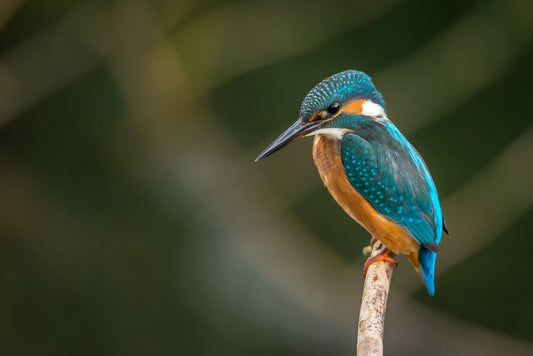 Paint By Numbers | Bird - Selective Focus Photography Of Blue Kingfisher - Custom Paint By Numbers
