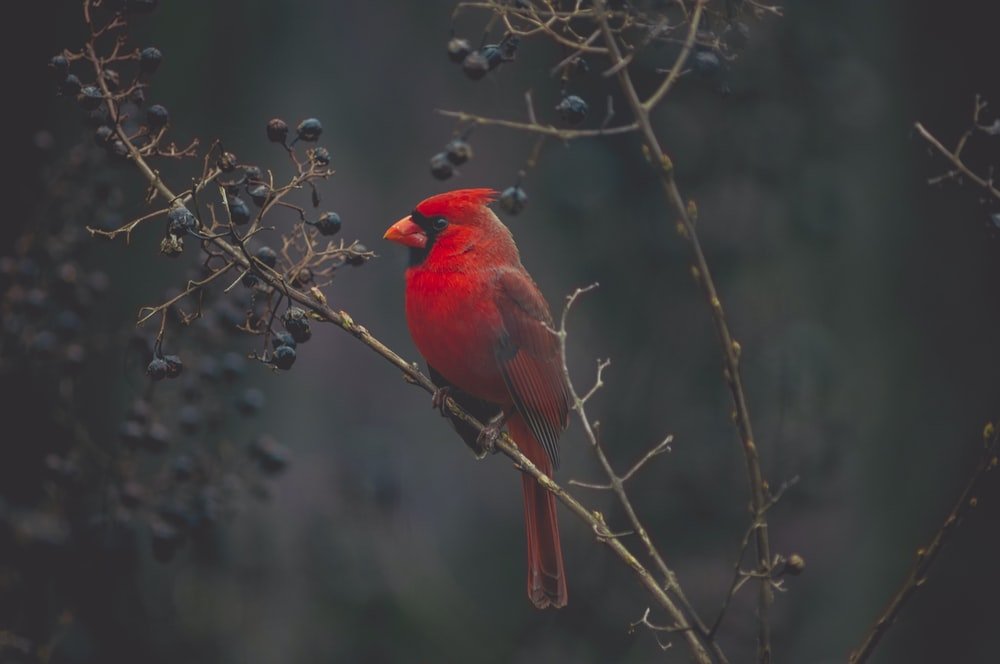 Paint By Numbers | Bird - Selective Focus Photography Of Red Cardinal On Tree - Custom Paint By Numbers