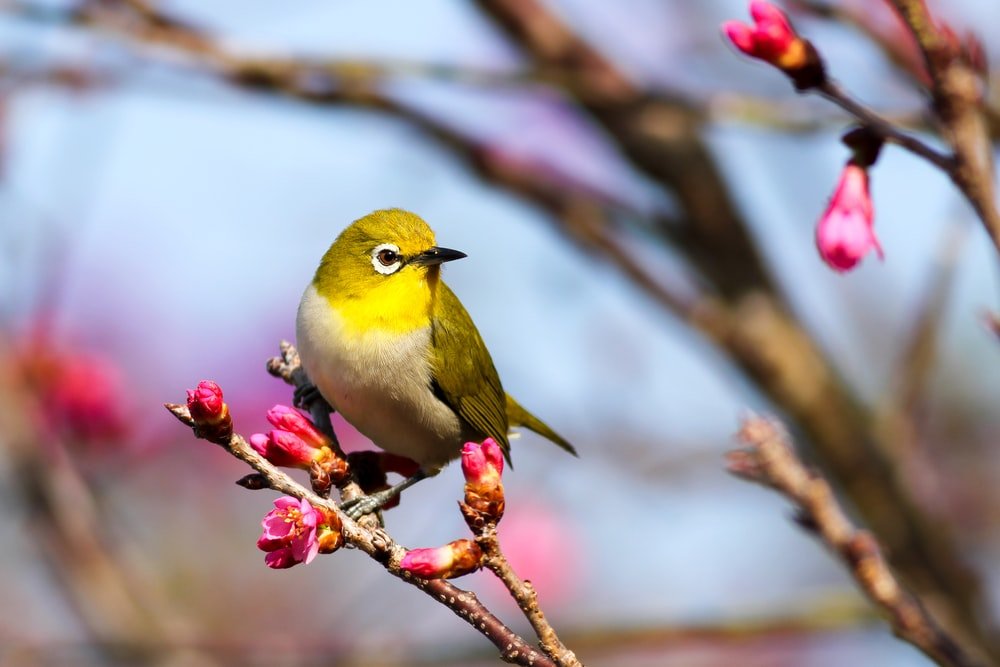 Paint By Numbers | Bird - Yellow Bird On Sakura Tree - Custom Paint By Numbers