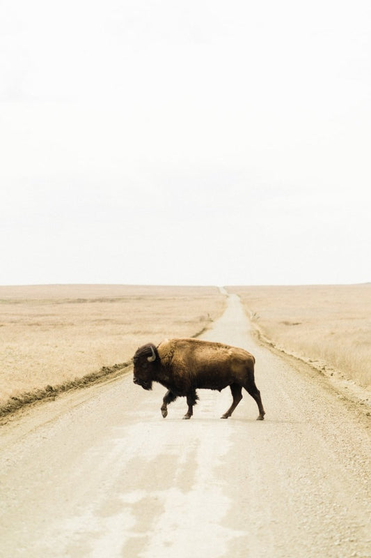 Paint By Numbers | Bison - Black Bison On Brown Field During Daytime - Custom Paint By Numbers