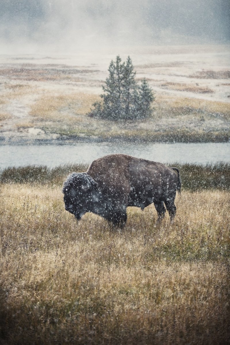 Paint By Numbers | Bison - Black Cow On Brown Grass Field During Daytime - Custom Paint By Numbers