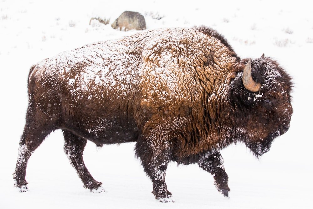 Paint By Numbers | Bison - Brown Bison On Snow Covered Ground During Daytime - Custom Paint By Numbers