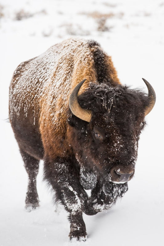Paint By Numbers | Bison - Brown Bison On White Snow Covered Ground During Daytime - Custom Paint By Numbers