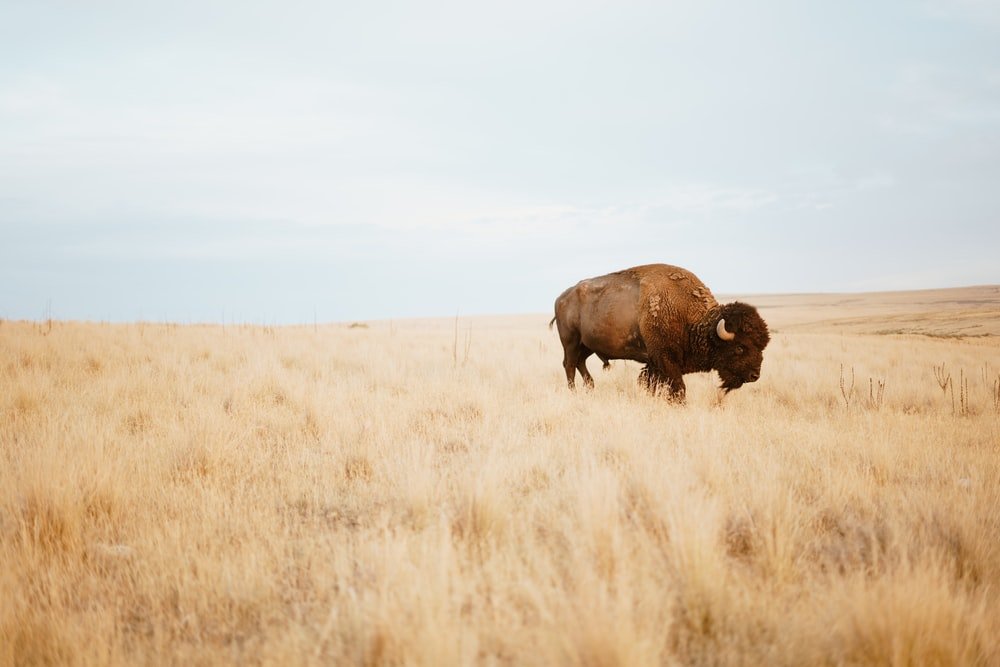 Paint By Numbers | Bison - Brown Yak On Brown Grass Field During Day - Custom Paint By Numbers
