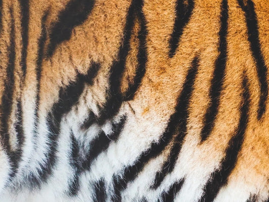Paint By Numbers | Black Panther - Close View Of Tiger Skin - Custom Paint By Numbers