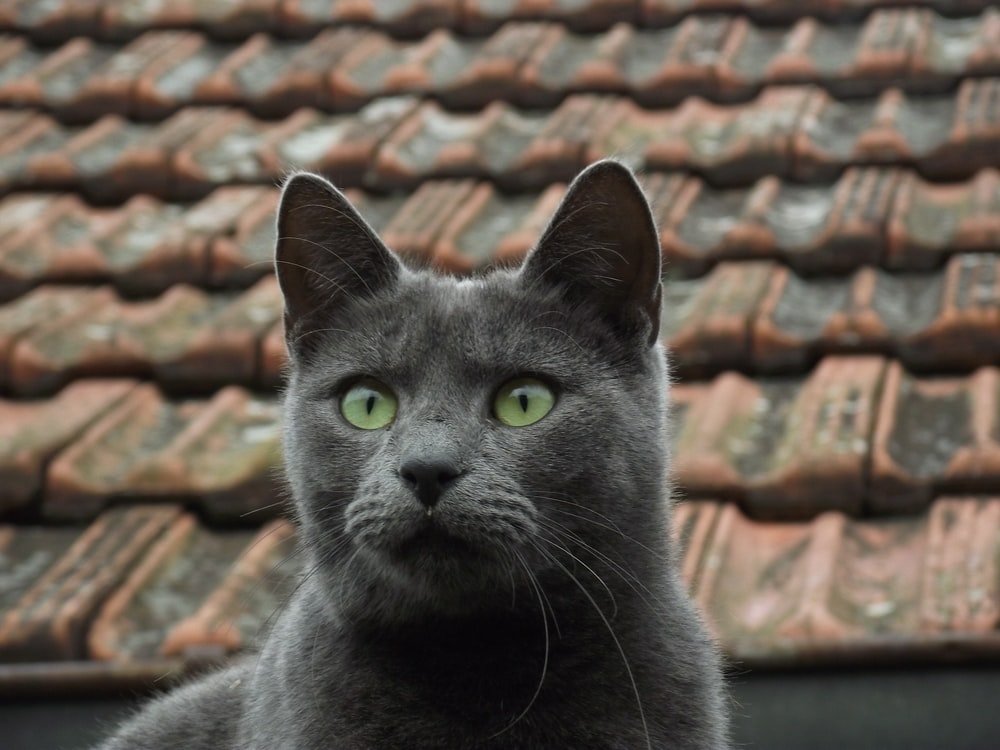 Paint By Numbers | Black Panther - Russian Blue Cat On Brown Roof - Custom Paint By Numbers