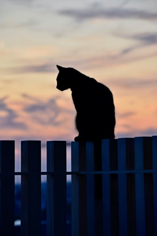 Paint By Numbers | Black Panther - Silhouette Of Cat On Wooden Fence - Custom Paint By Numbers