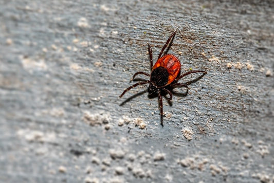 Paint By Numbers | Black Widow Spider - Black And Brown Spider On Ground - Custom Paint By Numbers
