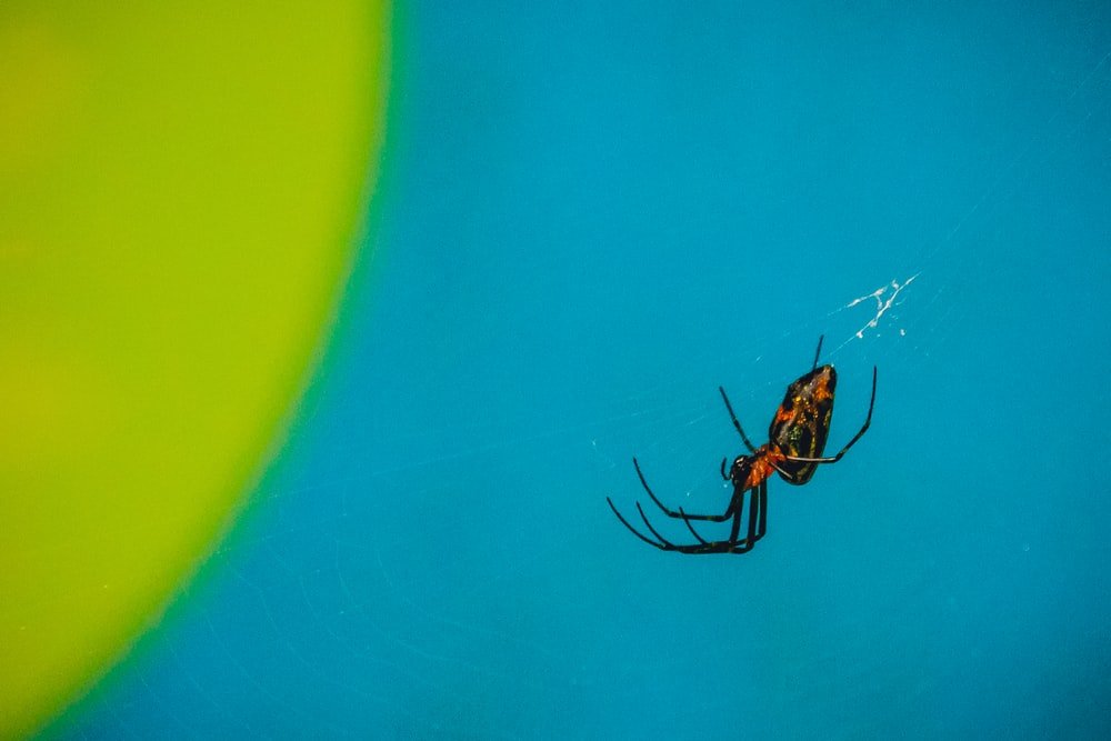 Paint By Numbers | Black Widow Spider - Black And Red Spider In Shallow Focus Photography - Custom Paint By Numbers