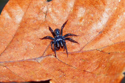 Paint By Numbers | Black Widow Spider - Black Spider On Brown Leaf - Custom Paint By Numbers