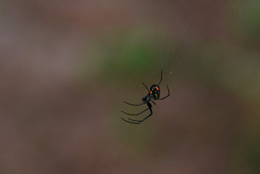 Paint By Numbers | Black Widow Spider - Black Spider On Web In Close Up Photography - Custom Paint By Numbers