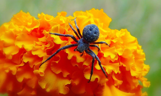 Paint By Numbers | Black Widow Spider - Macro Photography Of Black Spider On Orange Flower - Custom Paint By Numbers