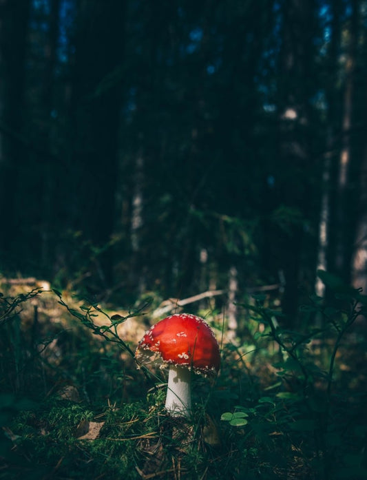 Paint By Numbers | Black Widow Spider - Red Cap Mushroom Surrounded By Grass In Forest - Custom Paint By Numbers