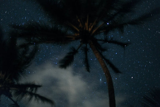 Paint By Numbers | Black Widow Spider - Worm'S Eye View Photography Of Coconut Tree And Stars - Custom Paint By Numbers