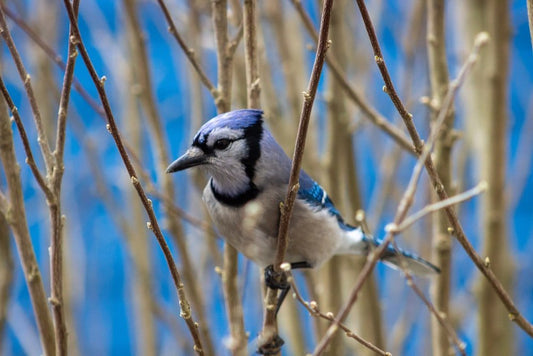 Paint By Numbers | Blue Jay - Blue And White Bird On Brown Tree Branch During Daytime - Custom Paint By Numbers
