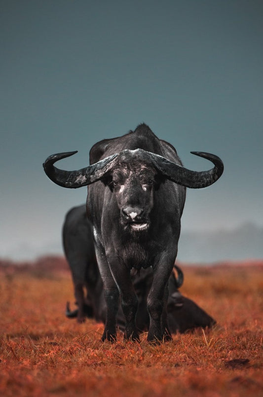 Paint By Numbers | Buffalo - Black Water Buffalo On Brown Field During Daytime - Custom Paint By Numbers