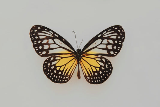 Paint By Numbers | Butterfly - Black And Yellow Butterfly - Custom Paint By Numbers
