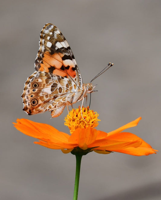 Paint By Numbers | Butterfly - Selective Focus Photography Of Butterfly On Orange Petaled Flower - Custom Paint By Numbers