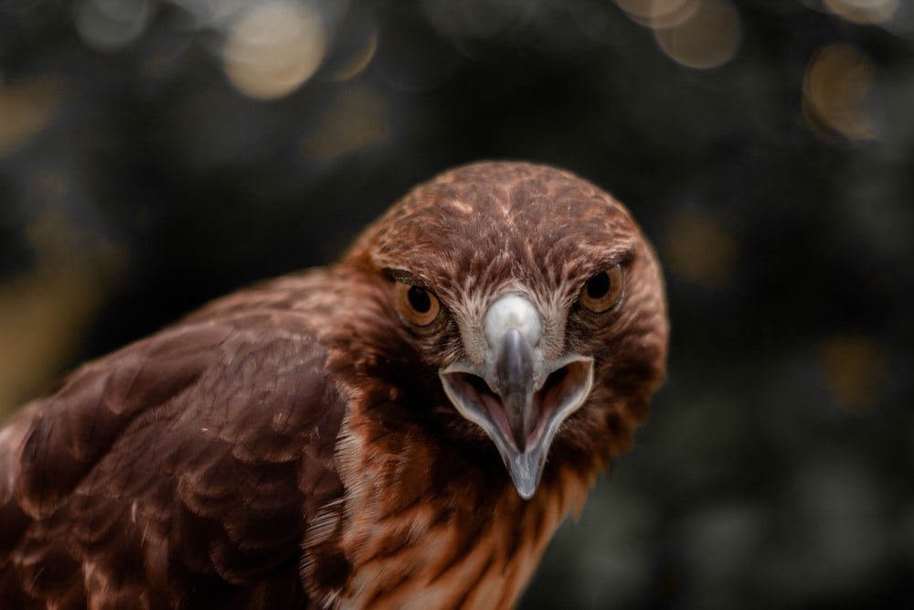 Paint By Numbers | Buzzard - Brown Bird In Close Up Photography - Custom Paint By Numbers