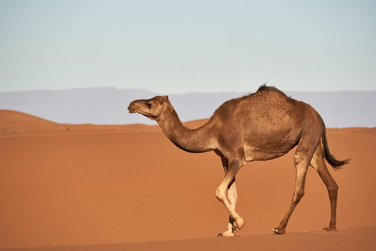 Paint By Numbers | Camel - Brown Camel On Desert During Daytime - Custom Paint By Numbers