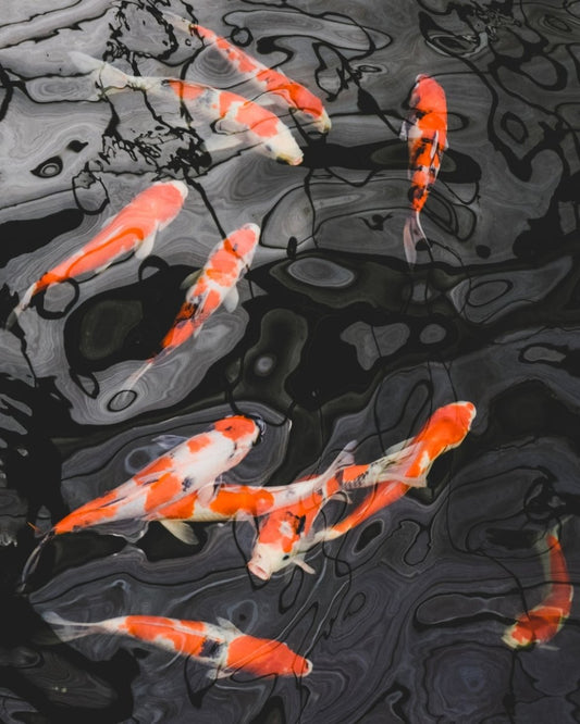 Paint By Numbers | Carp - School Of Koi Fish - Custom Paint By Numbers