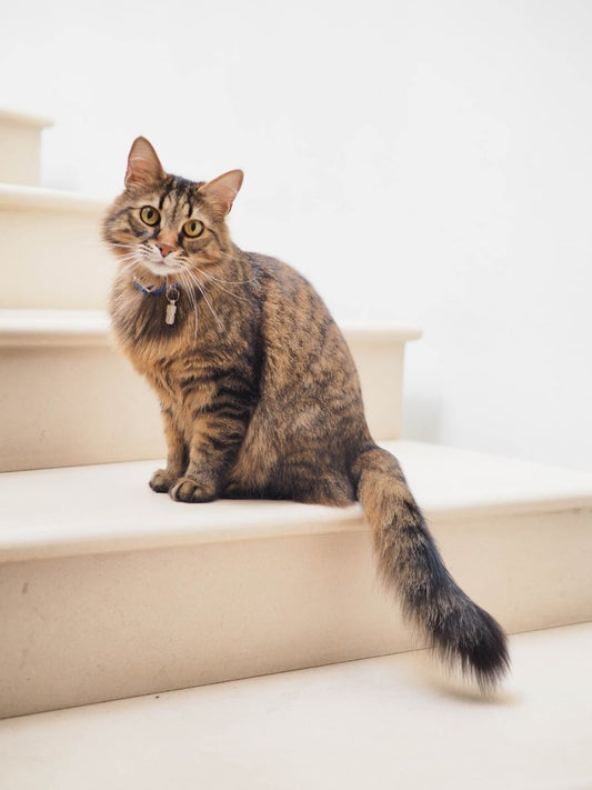 Paint By Numbers | Cat - Brown Tabby Cat On White Stairs - Custom Paint By Numbers