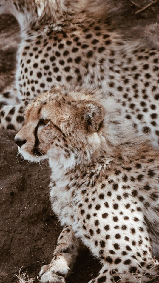 Paint By Numbers | Cheetah - Cheetah Cub Beside Adult Cheetah - Custom Paint By Numbers