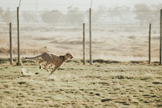 Paint By Numbers | Cheetah - Cheetah Running On Brown Field - Custom Paint By Numbers