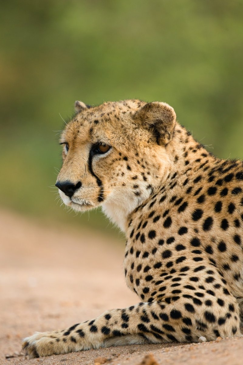 Paint By Numbers | Cheetah - Shallow Focus Photography Of Cheetah - Custom Paint By Numbers