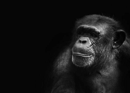 Paint By Numbers | Chimpanzee - Grayscale Photography Of Ape - Custom Paint By Numbers