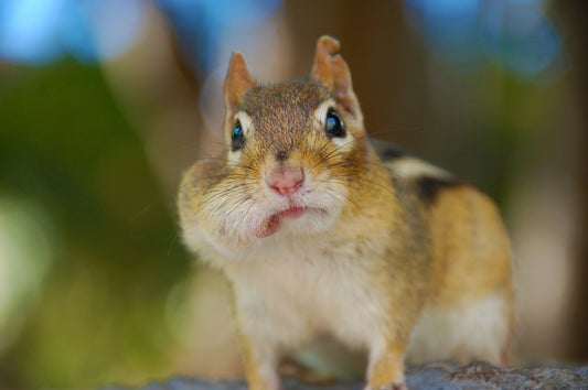 Paint By Numbers | Chipmunk - Bokeh Photography Of A Brown Squirrel - Custom Paint By Numbers