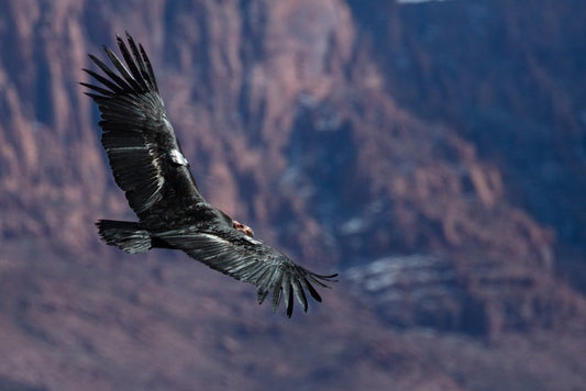 Paint By Numbers | Condor - Black And White Eagle Flying Over The Mountain During Daytime - Custom Paint By Numbers