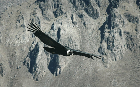 Paint By Numbers | Condor - Black Bird Flying Over Gray Mountain - Custom Paint By Numbers