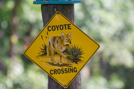 Paint By Numbers | Coyote - Brown Squirrel On Yellow And Blue Wooden Signage - Custom Paint By Numbers