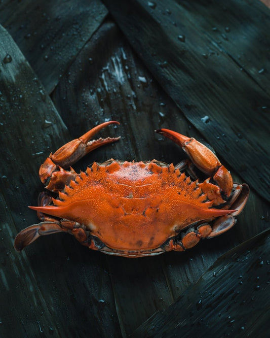 Paint By Numbers | Crab - Brown Crab On Brown Surface - Custom Paint By Numbers