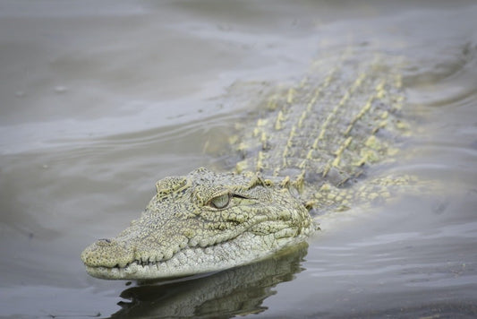 Paint By Numbers | Crocodile - Photography Of Brown And Gray Crocodile Floating On Body Of Water - Custom Paint By Numbers
