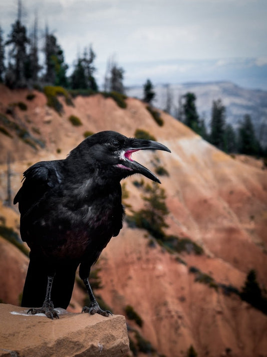 Paint By Numbers | Crow - Black Crow On Rock Formation During Daytime - Custom Paint By Numbers