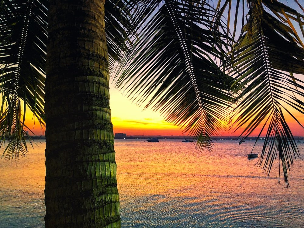Paint By Numbers | Dar Es Salaam - Coconut Tree Near Beside Ocean During Golden Hour - Custom Paint By Numbers