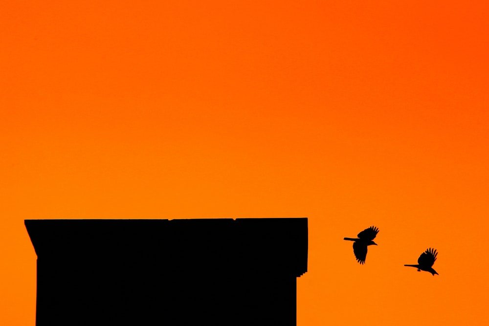 Paint By Numbers | Dhaka - Silhouette Photography Building And Two Birds - Custom Paint By Numbers