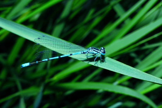 Paint By Numbers | Dragonfly - Blue Damselfly - Custom Paint By Numbers