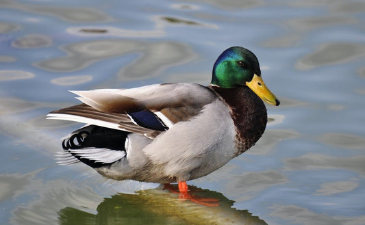 Paint By Numbers | Duck - Green, Gray, And Brown Mallard Duck In Body Of Water - Custom Paint By Numbers