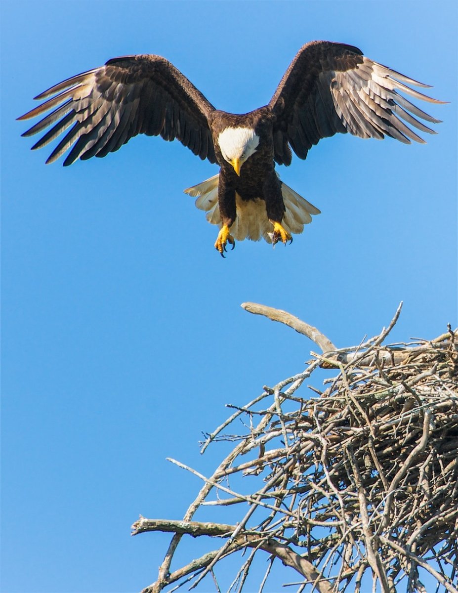 Paint By Numbers | Eagle - Bald Eagle Flap Its Wing From Nest - Custom Paint By Numbers
