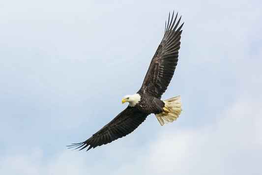 Paint By Numbers | Eagle - Bald Eagle Flying On Skies - Custom Paint By Numbers