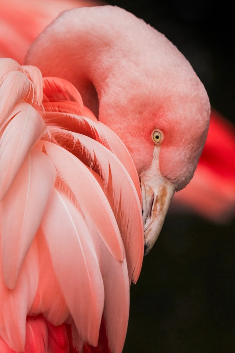 Paint By Numbers | Flamingo - Close Up Photography Of A Pink Bird - Custom Paint By Numbers